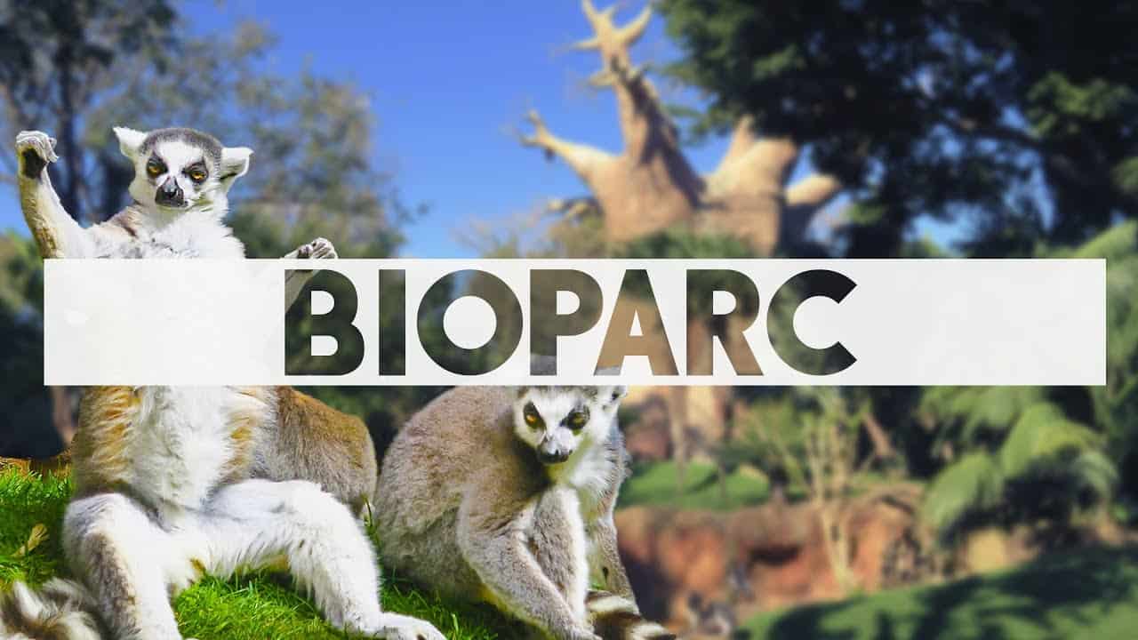 Bioparc Fuengirola, where the animals live in a recreation of their natural  habitat. • Fetajo Rent a Car
